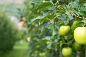 Actividad - Visita a una huerta de manzanas
