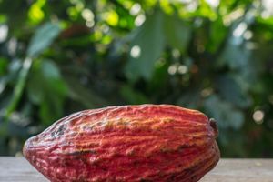 Actividad - Visita a una finca de cacao