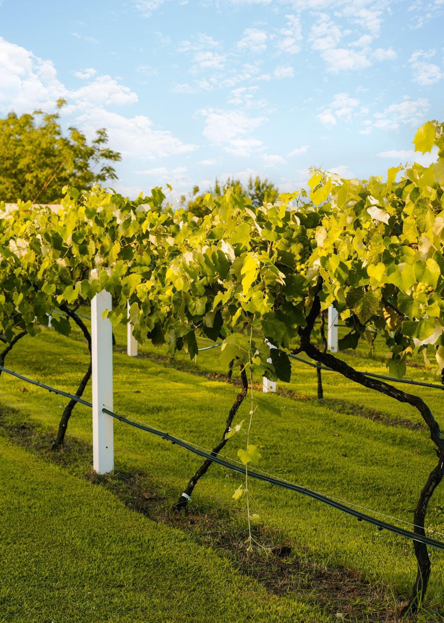 Instalaciones Recreativas Voco Kissimmee Orlando By IHG