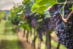Passeio - Excursão pelo Caminho do Vinho de São José dos Pinhais