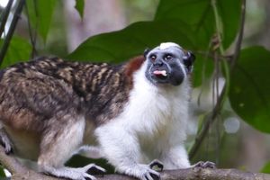 Actividad - Aventura en Gamboa