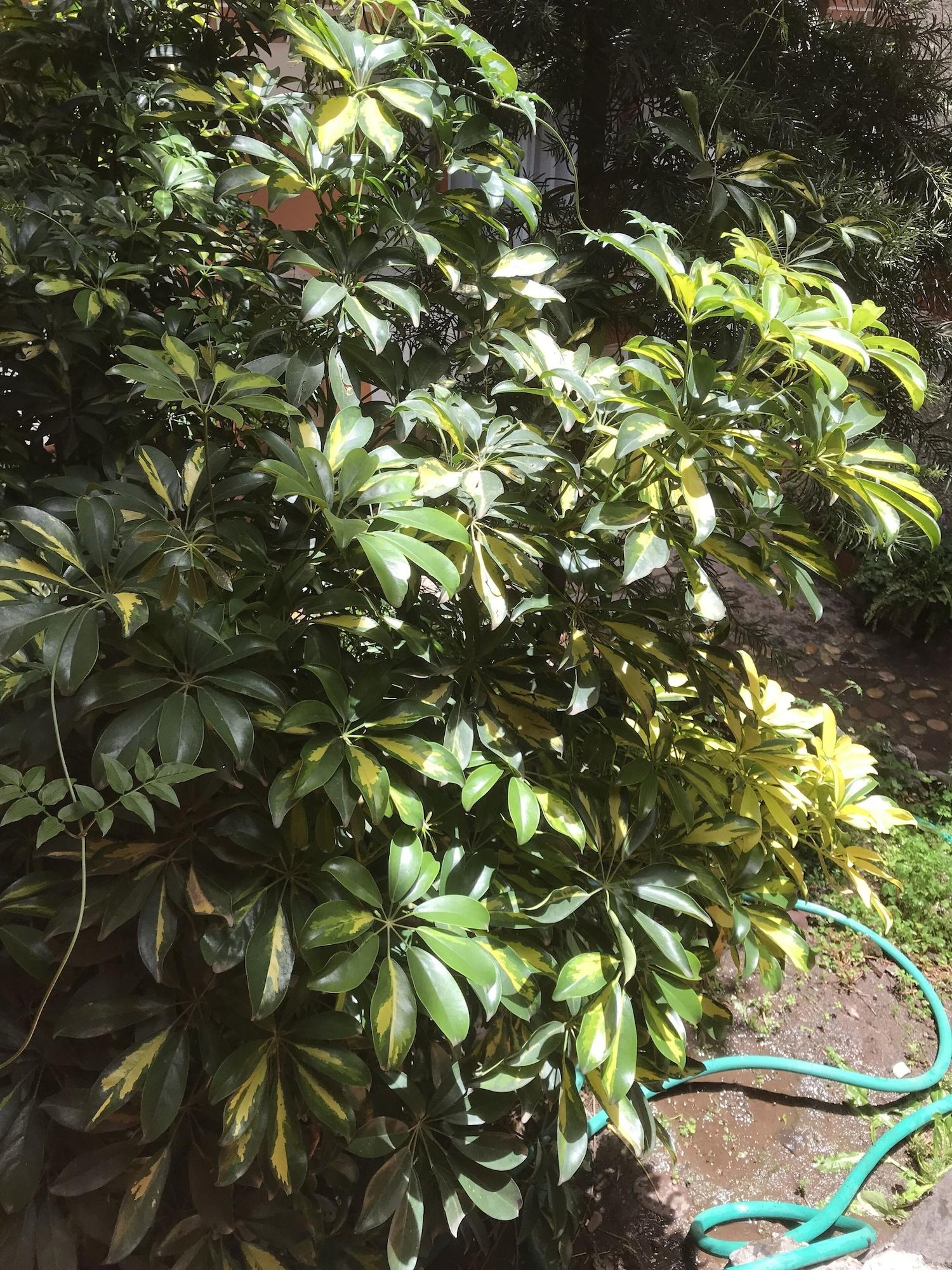 Vista Exterior Casa Mondriana