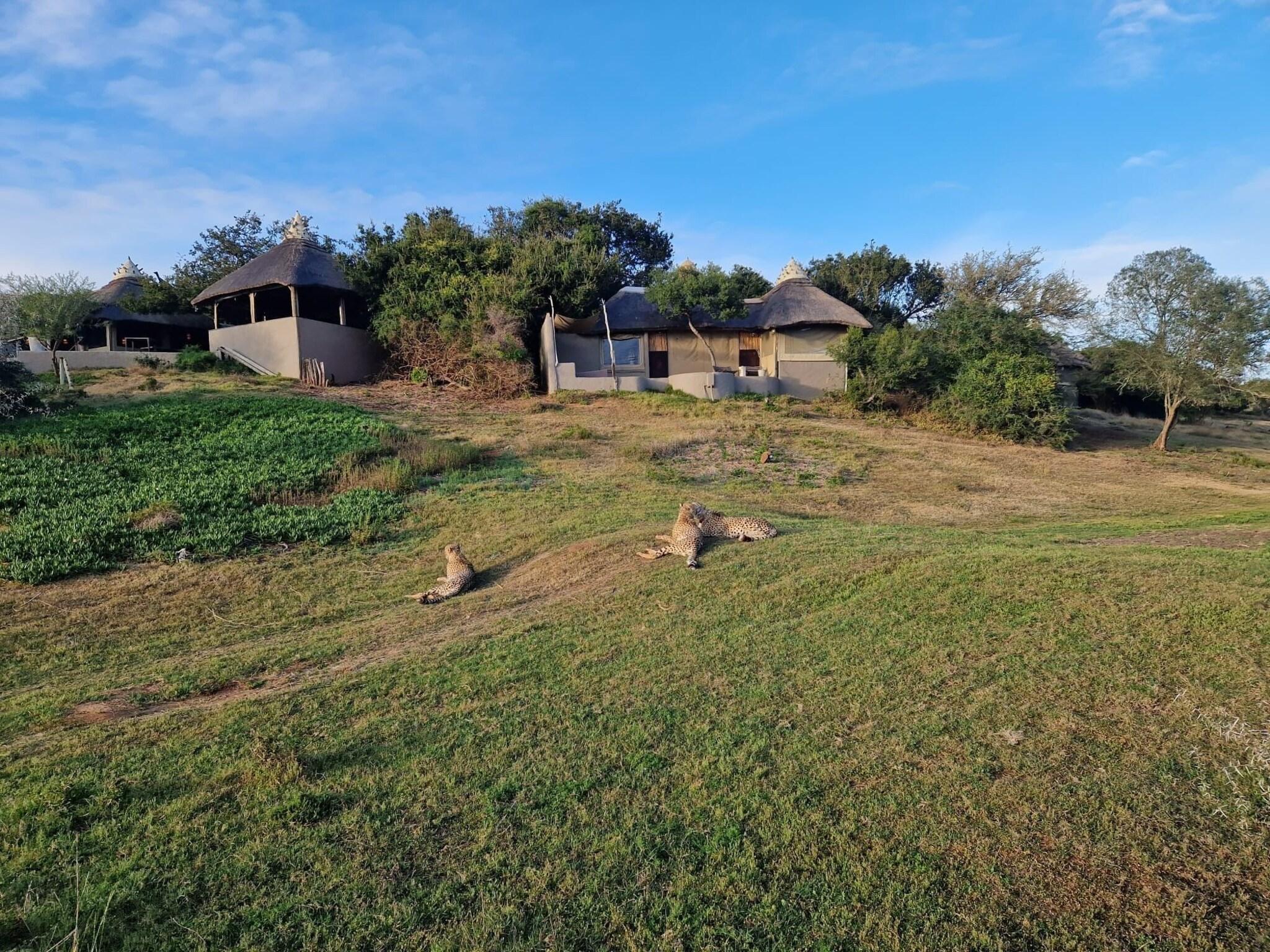 Vista Exterior Safari Lodge - Amakhala Game Reserve
