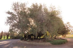 Alquiler Vacacional - Country lifestyle on acres 4 minute drive from the Main Street