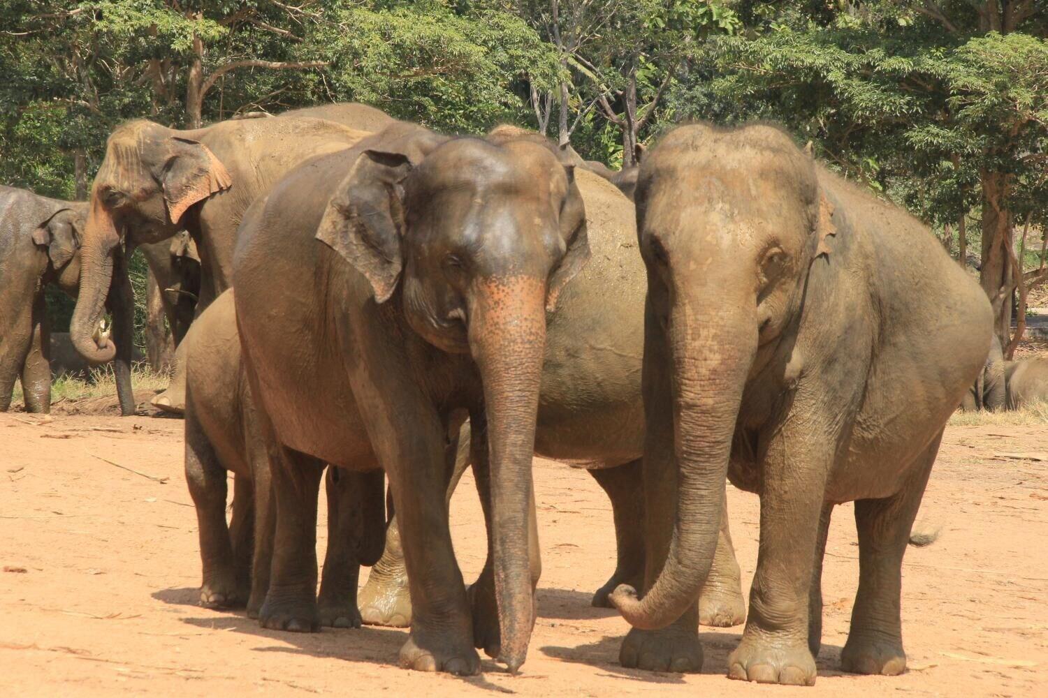 Gimnasio Bogala Village Eco Resort