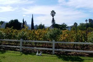 Alojamiento - The Vineyard Country House