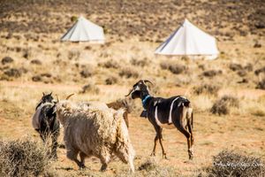Alquiler Vacacional - Shash Dine' EcoRetreat