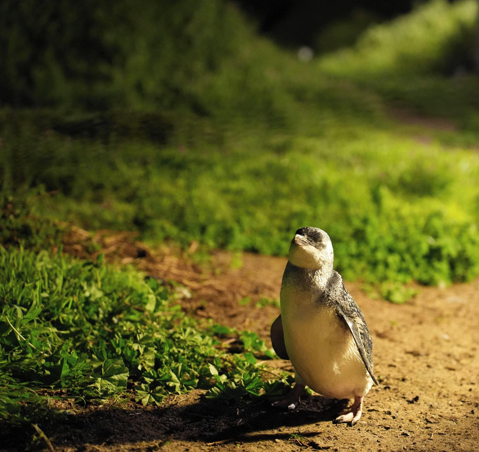 Instalaciones Recreativas Pelicans Motel San Remo