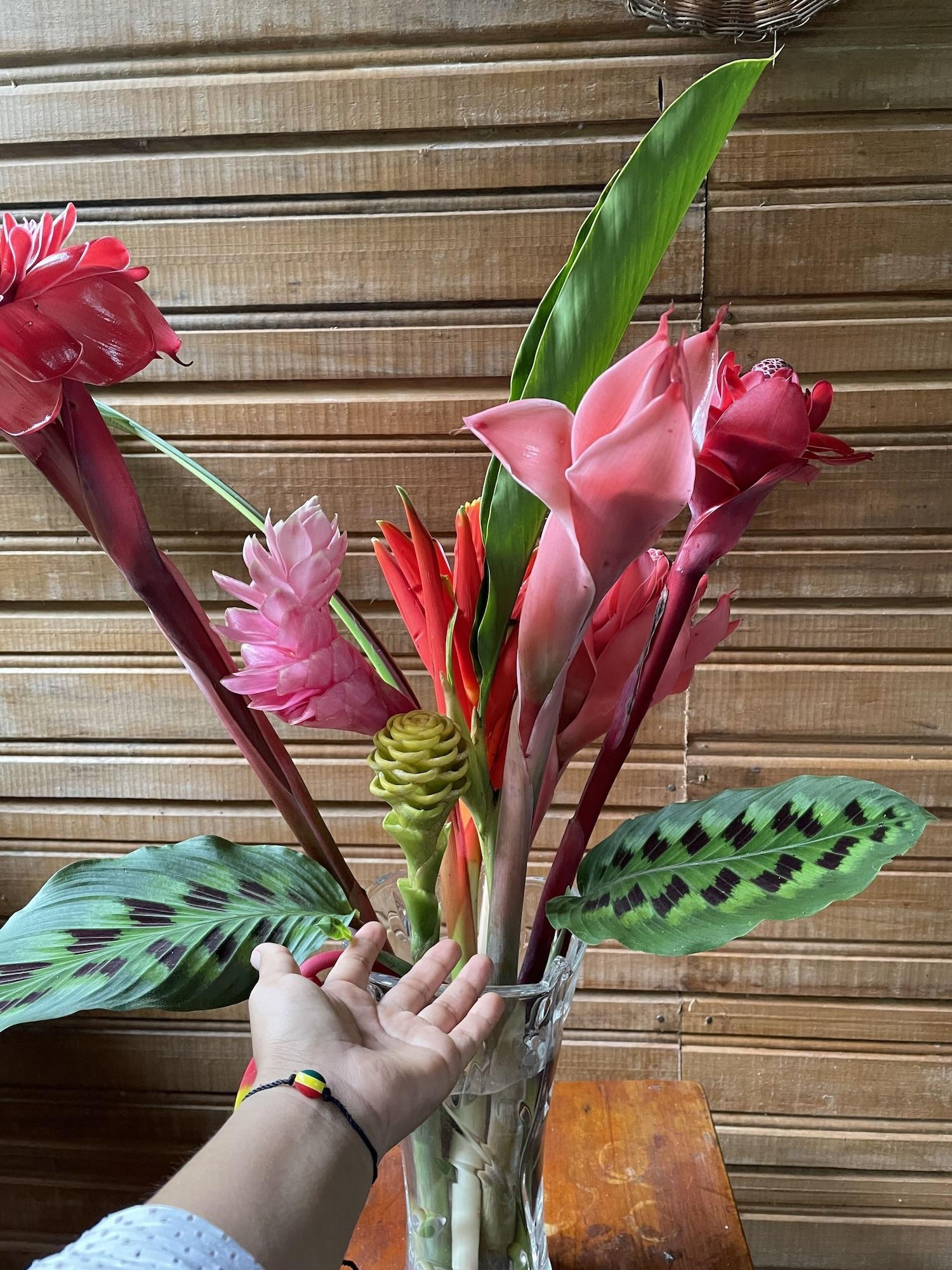 Varios Amazonian Oropendola & tambopata