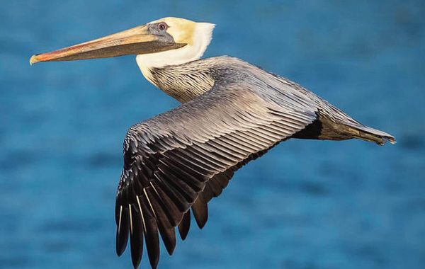 !!BEACHFRONT IN THE CITY CENTER! SUMMERTIME SPECIAL, ONLY 225/NT!!! - Hoteles con parque acuático en Puerto Vallarta, México