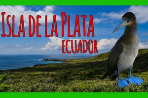 Actividad - Isla de la Plata y avistamiento de ballenas