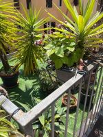 Alquiler Vacacional - The Jasmine Terrace Retreat: elegant and quiet apartment  in the city center