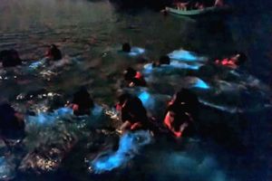 Actividad - Noche de Bioluminiscencia con entrada incluida