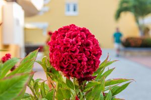 Alojamiento - Amsterdam Manor Beach Resort