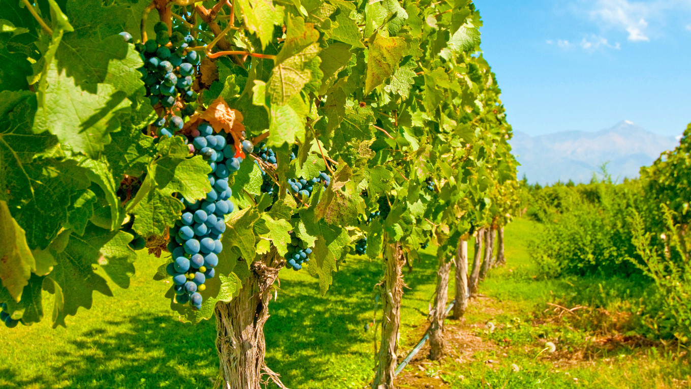 Mendoza
