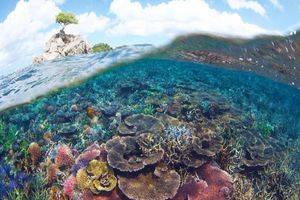 Actividad - Saona: la isla de las tortugas - Tour de un día entero