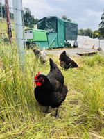 Alquiler Vacacional - Soluna Retreat: Serene 6-Acre Escape, Mountain Views, Minutes to Dining & Shops