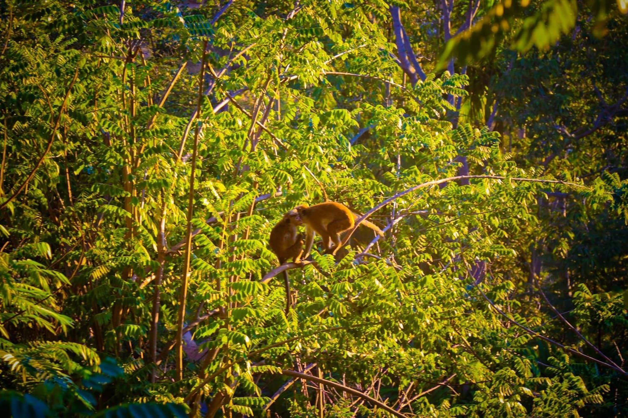 Vista Exterior Ella Alpine Resort