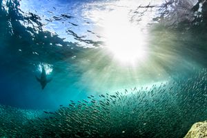 Actividad - Isla Espiritu Santo y Snorkel con Lobos Marinos