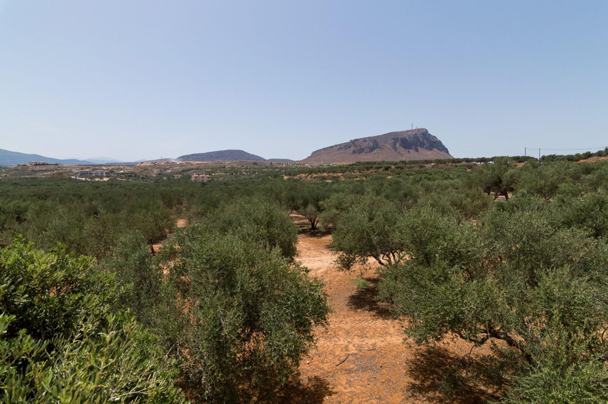 Vista Exterior Athena Villas Olive Grove & Estate