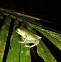 Alojamiento - Close to Leticia and in the middle of the jungle, Palmayacu, the best Natural Concert