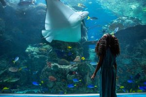 Actividad - Visita al Aquarium of the pacific