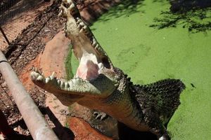 Actividad - Iconic Broome - Half-Day Tour