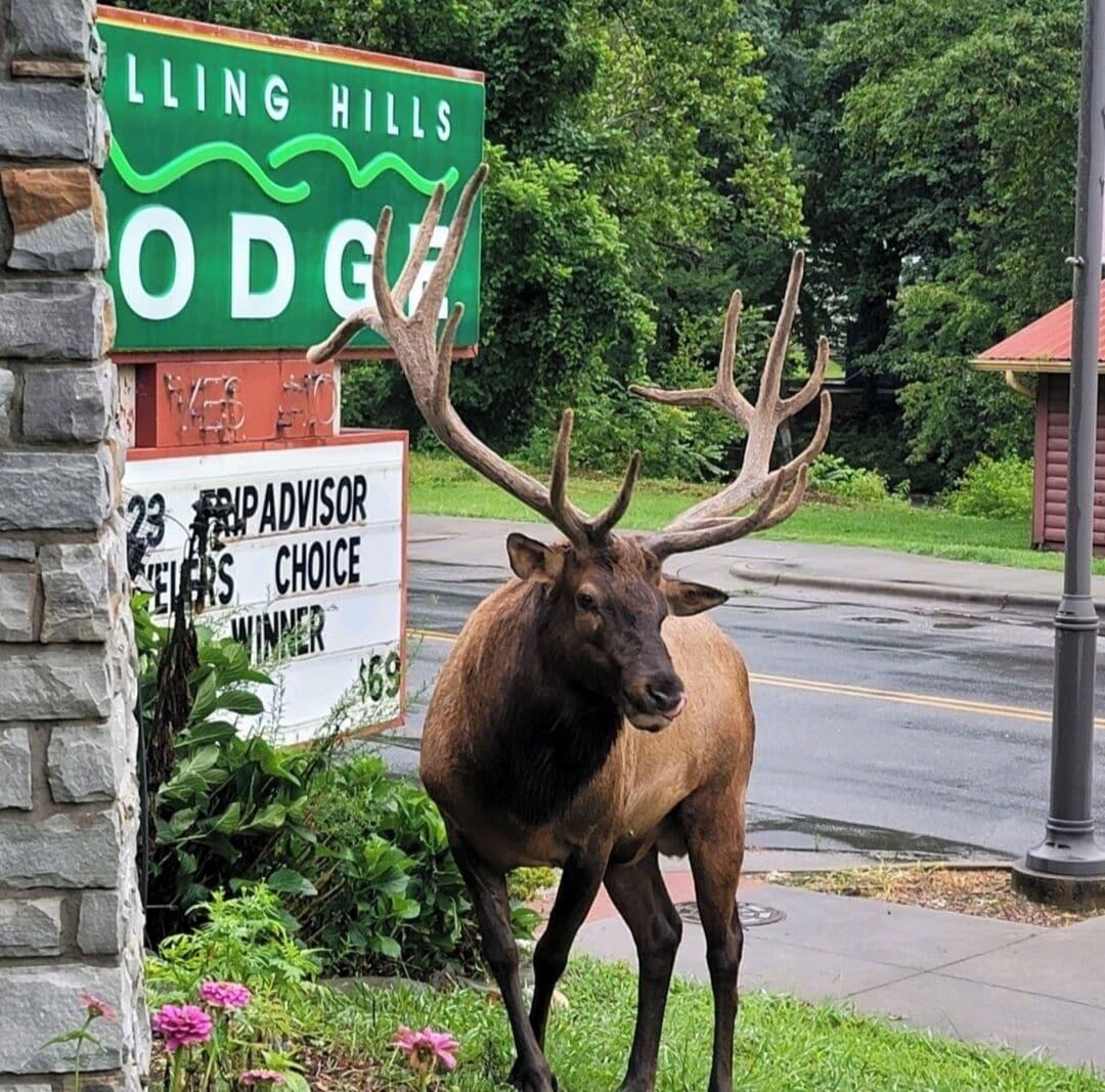 Varios Rolling Hills Lodge