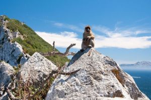 Actividad - Excursion a Gibraltar y avistamiento de delfines