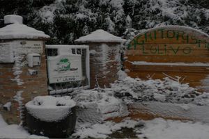 Alojamiento - Agriturismo L' Ulivo