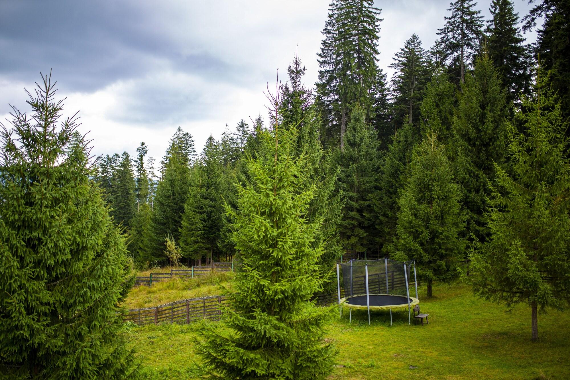 Vista Exterior Hotel Floare de Colt Bucovina