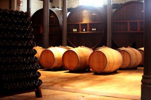Actividad - Experiencia Bodega Spinoglio