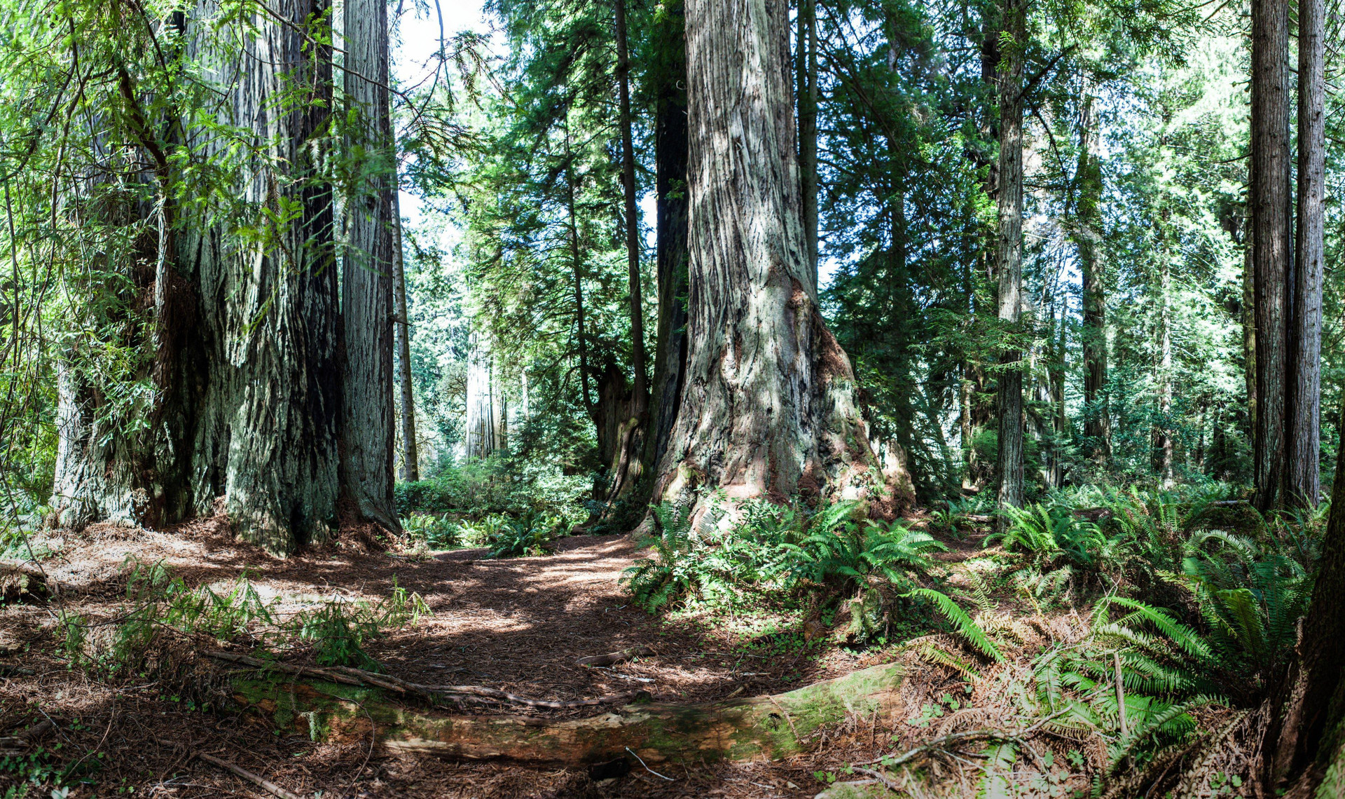 Vista Exterior Holiday Inn Express Klamath - Redwood Ntl Pk Area