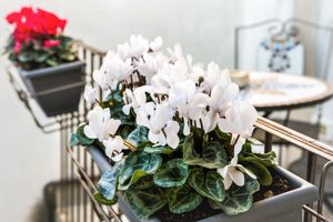 Alojamiento - Palazzo Mari