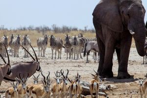 Actividad - Excursión al Parque Nacional Chobe