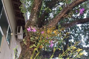 Alojamiento - Hotel Pousada Calliandra