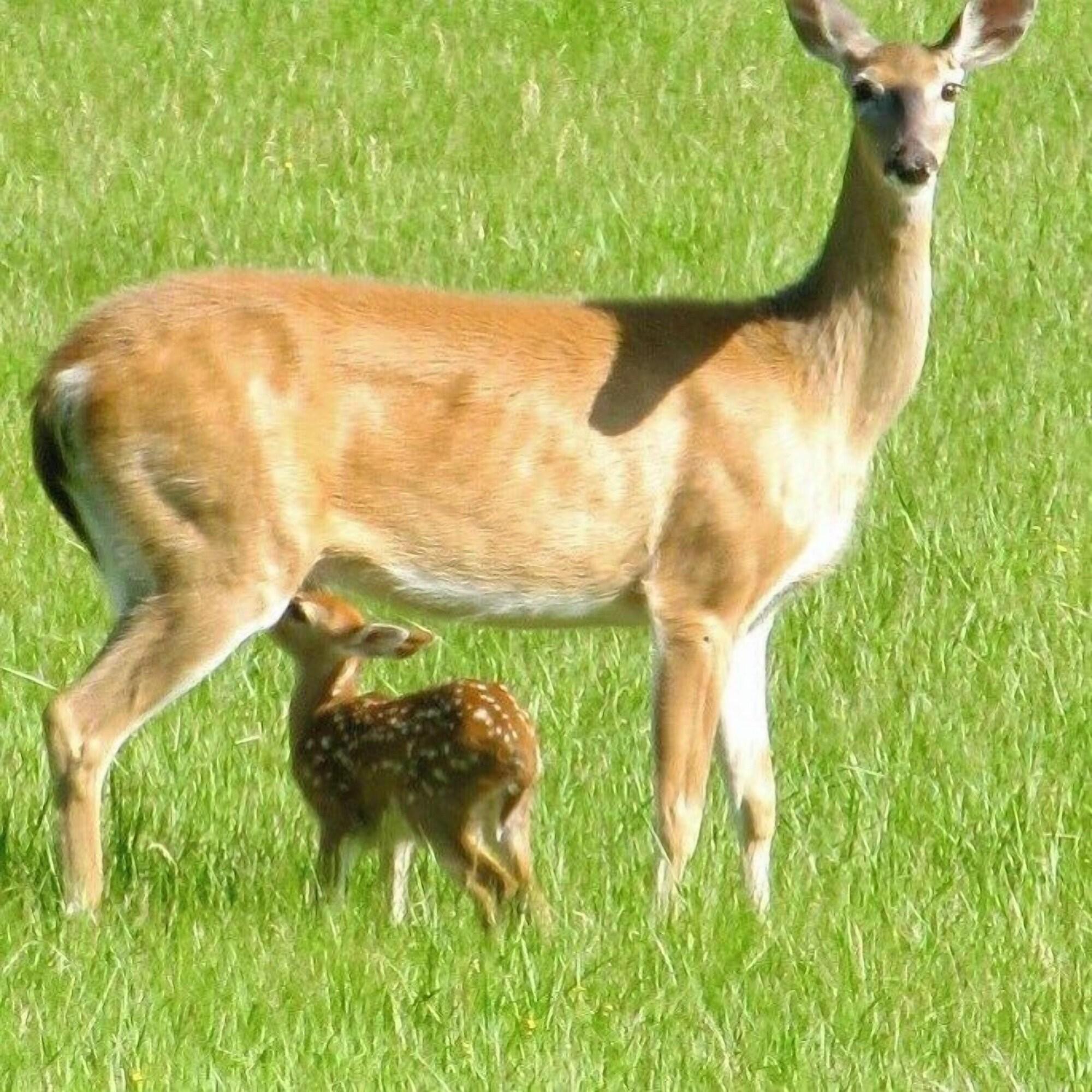 Vista Exterior Chicaugon Lake Inn