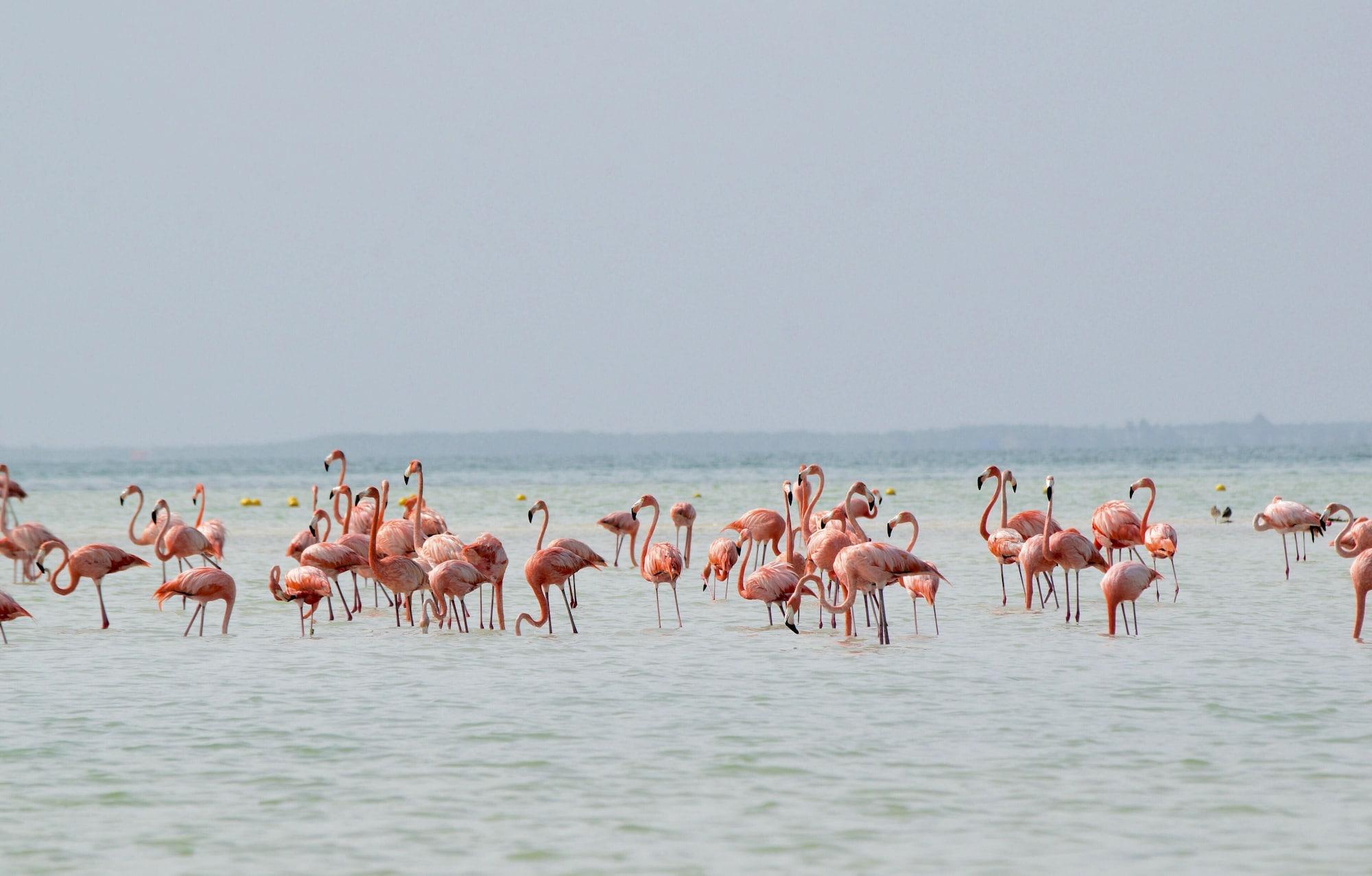 Instalaciones Recreativas BLISS Apartments Holbox