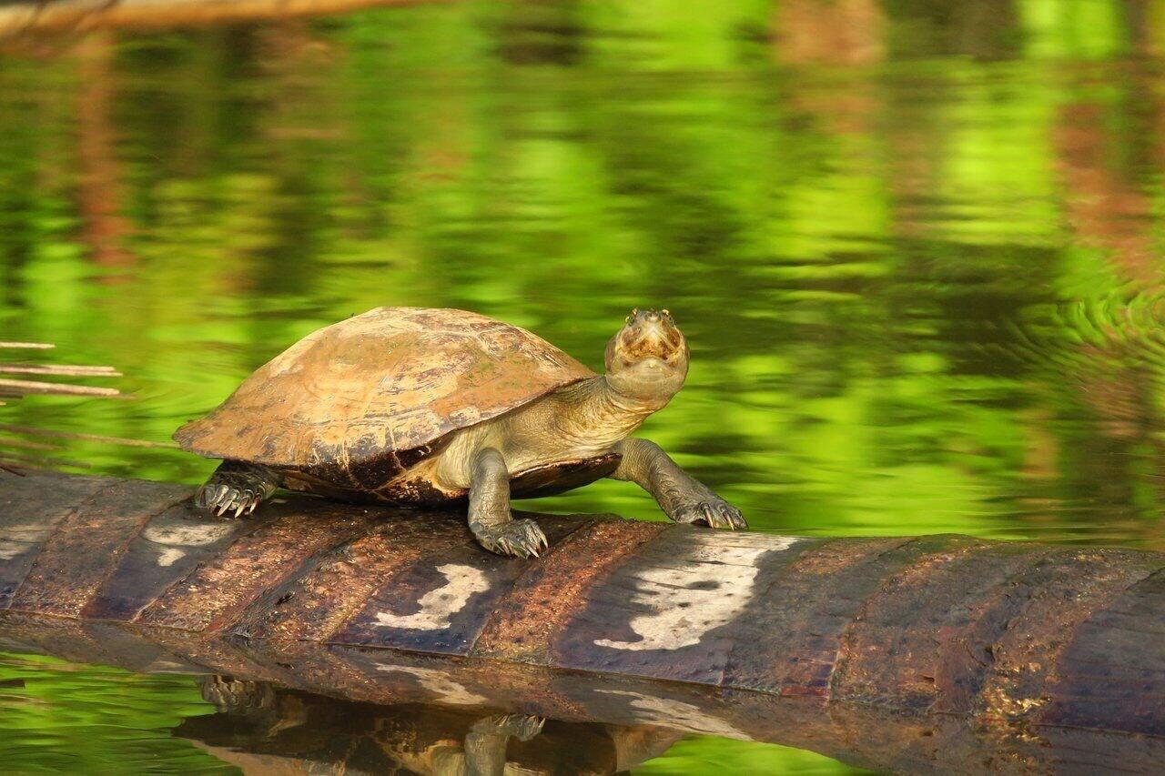 Instalaciones Recreativas Huitoto Lake Lodge