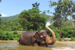 Actividad - Desde Bangkok: excursión de un día al santuario ético de elefantes de Pattaya