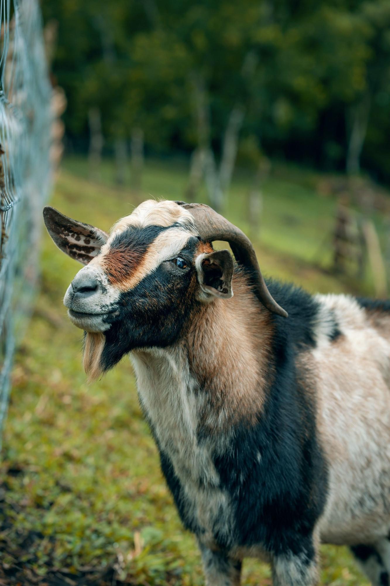 Vista Exterior Lake Arenal Hotel, Brewery & Farm