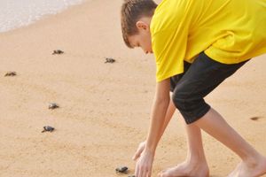 Actividad - Liberación de Tortugas en Puerto Escondido