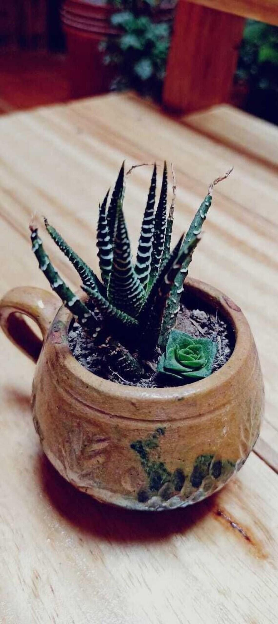 Vista Lobby THE LITTLE HOUSE APARTHOTEL