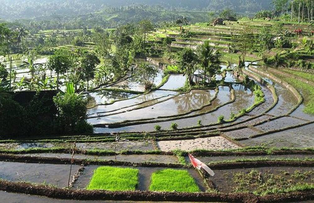 Vista Exterior Sawah Indah Villa