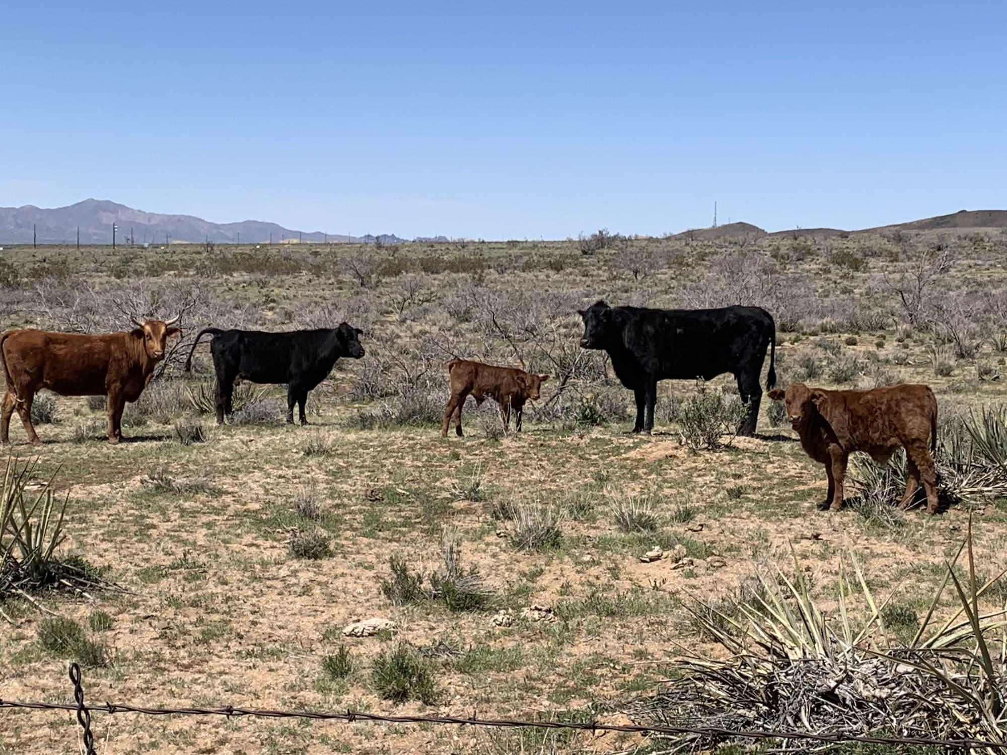 Instalaciones Recreativas Historic Shep's Miners Inn near Kingman