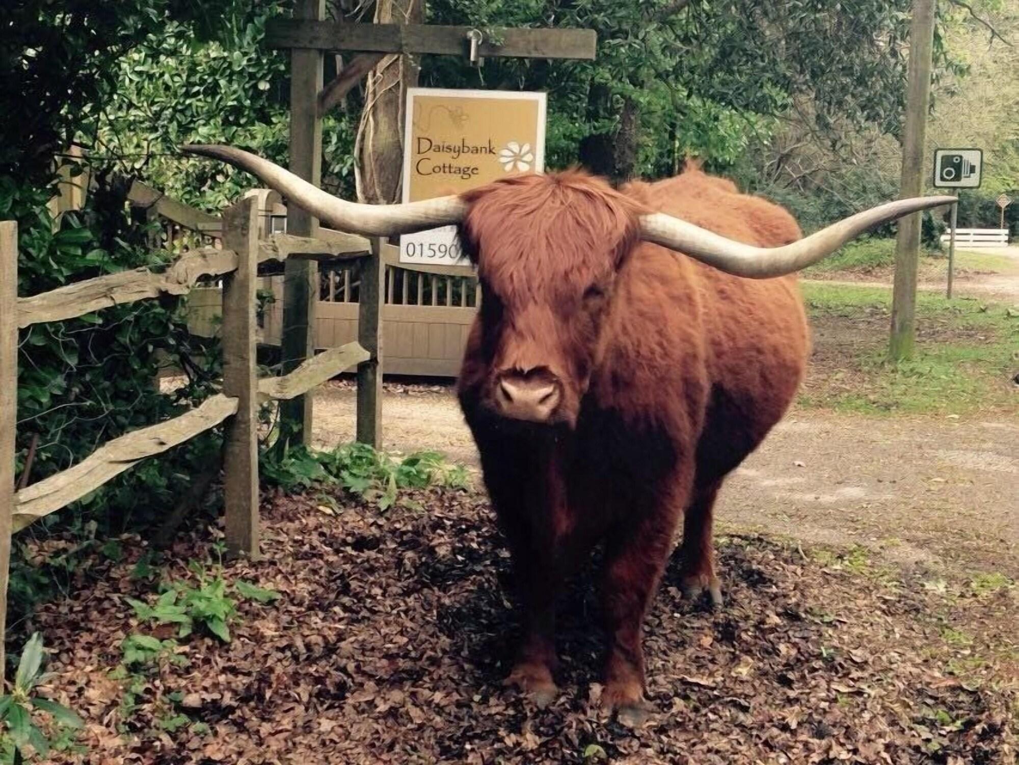 Vista Exterior Daisybank Cottage