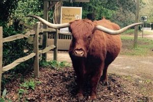 Alojamiento - Daisybank Cottage