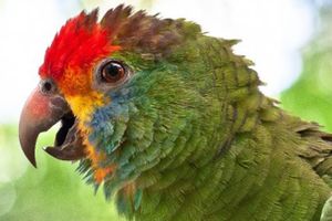 Actividad - Cataratas Brasileras y Parque de las Aves