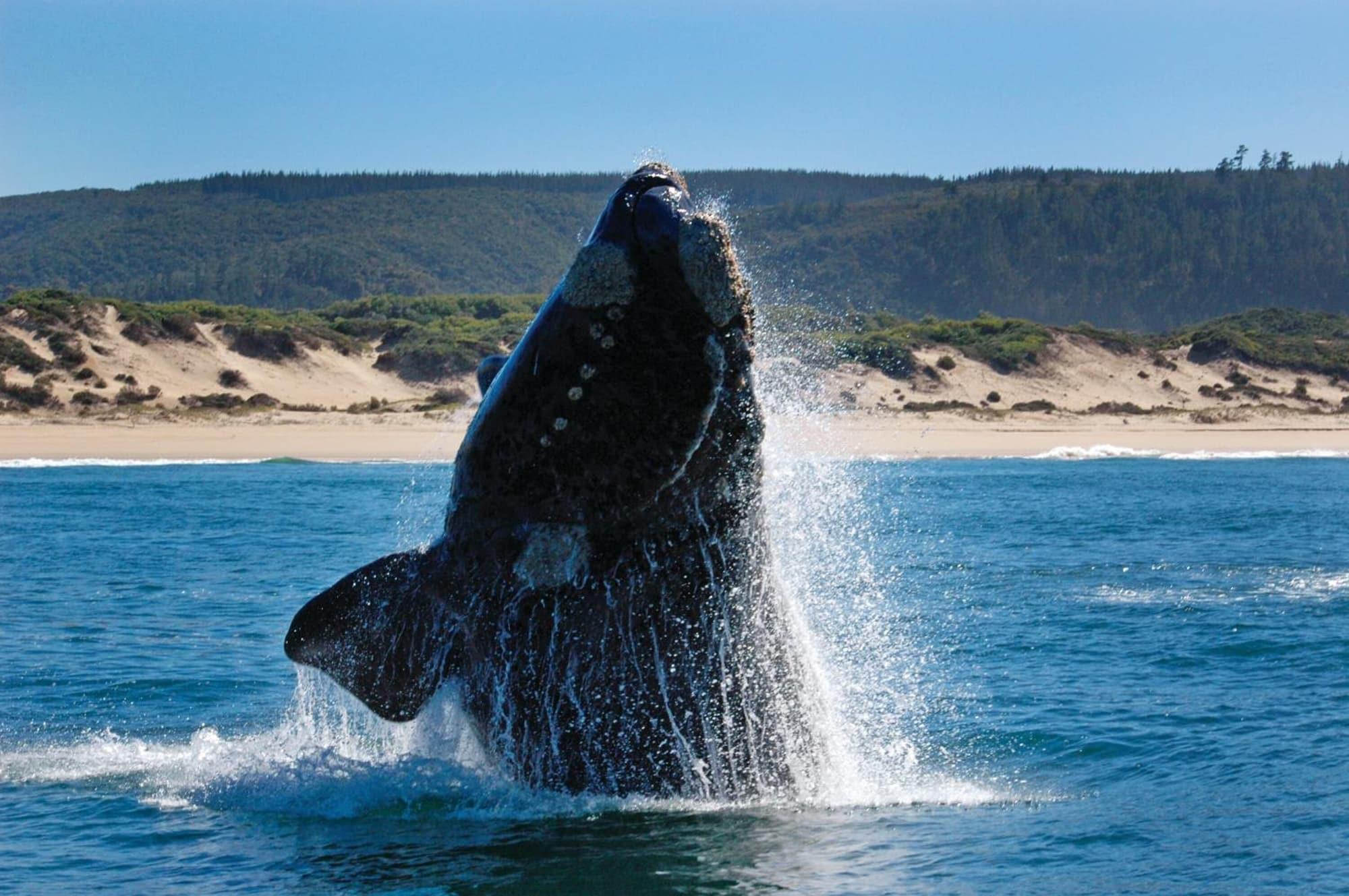 Playa Tsala Treetop Lodge