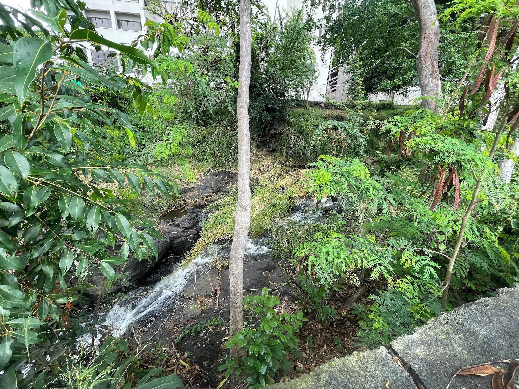 Comodidades del Alojamiento Urban oasis in heart of city-large yard